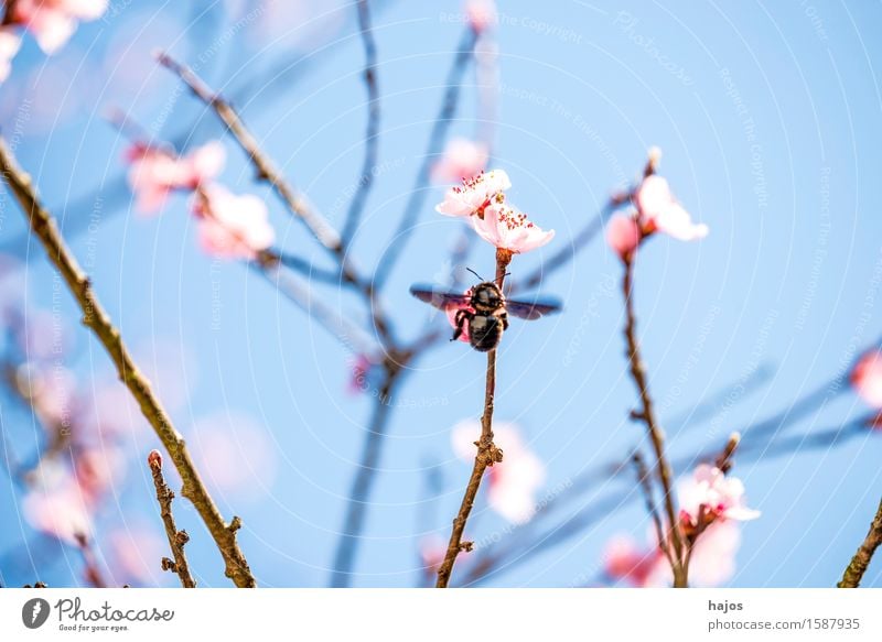 Pfirsichbaum, Blüte im Frühling Pflanze Baum Blühend rosa Prunus persica prächtig März Frühblüher Jahreszeiten Obstbaum Deutschland Steinfrüchte Chinesisch