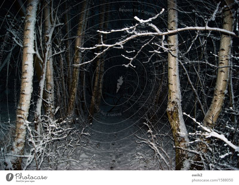 Tunnelblick Umwelt Natur Landschaft Pflanze Urelemente Winter Klima Wetter Schönes Wetter Schnee Baum Wildpflanze Birkenwald Baumstamm Zweige u. Äste Wald