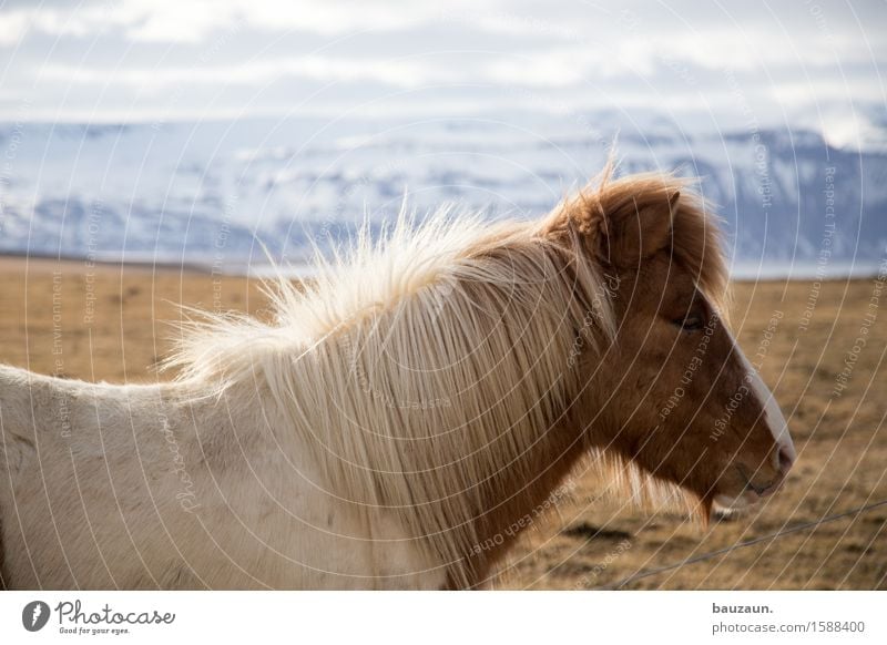 erwin. Freizeit & Hobby Reiten Ferien & Urlaub & Reisen Tourismus Ausflug Abenteuer Ferne Freiheit Winter Reitsport Umwelt Natur Schönes Wetter Schnee Gras