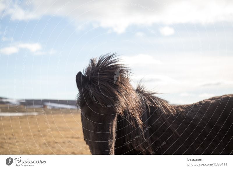 locke. Freizeit & Hobby Reiten Ferien & Urlaub & Reisen Tourismus Ausflug Abenteuer Ferne Freiheit Winter Reitsport Umwelt Natur Landschaft Gras Island Tier