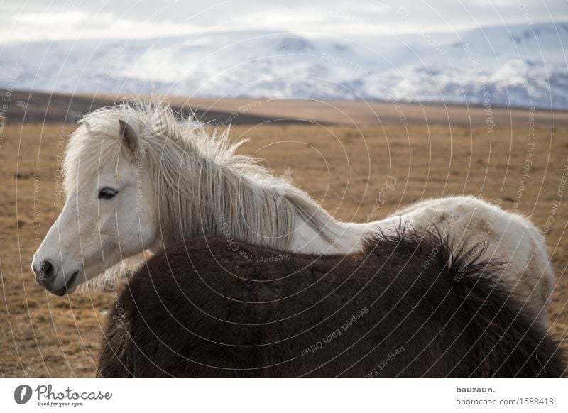 flocke. Freizeit & Hobby Reiten Reitsport Umwelt Natur Landschaft Erde Klima Wetter Schönes Wetter Eis Frost Gras Berge u. Gebirge Island Tier Pferd