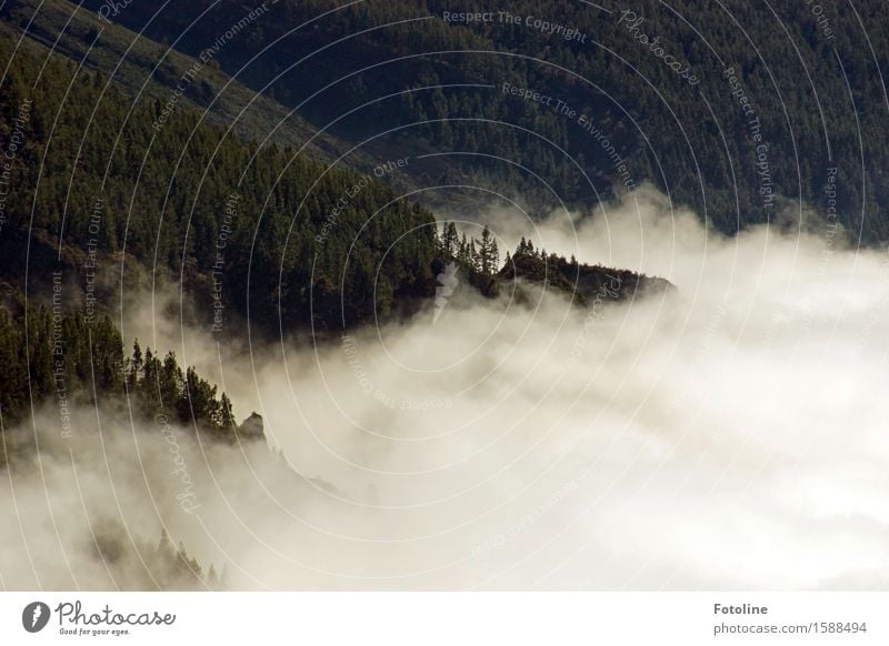 Wolkengewaber Umwelt Natur Landschaft Pflanze Baum Wald Berge u. Gebirge kalt natürlich Farbfoto Gedeckte Farben Außenaufnahme Menschenleer Tag Licht