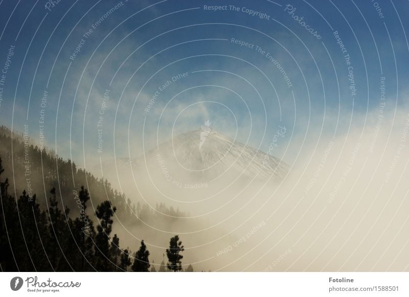 In den Wolken taucht der Teide auf Umwelt Natur Landschaft Pflanze Himmel Wolkenloser Himmel Schönes Wetter Baum Wald Berge u. Gebirge Vulkan Unendlichkeit hell