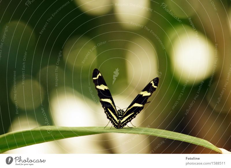 startbereit Umwelt Natur Pflanze Tier Schönes Wetter Blatt Garten Park Schmetterling Flügel 1 frei klein natürlich grün schwarz weiß Fliege Insekt Farbfoto