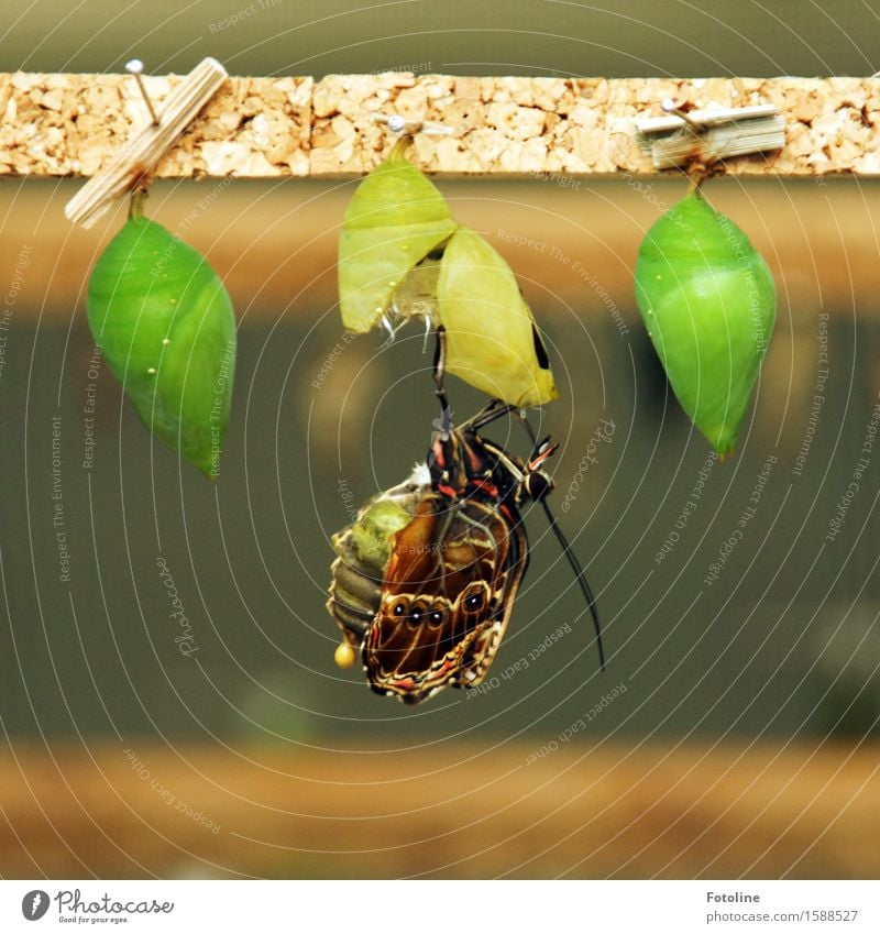 Entknittern Umwelt Natur Tier Schmetterling Flügel 1 klein natürlich mehrfarbig Monarch Teneriffa Farbfoto Innenaufnahme Nahaufnahme Tag Schwache Tiefenschärfe