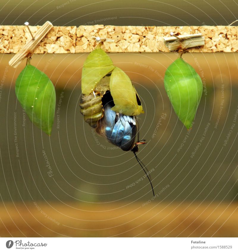 Neues Leben Umwelt Natur Tier Schmetterling Flügel 1 schön klein nah natürlich Metamorphose verpuppt Schmetterlingspuppe Teneriffa Monarch Farbfoto mehrfarbig