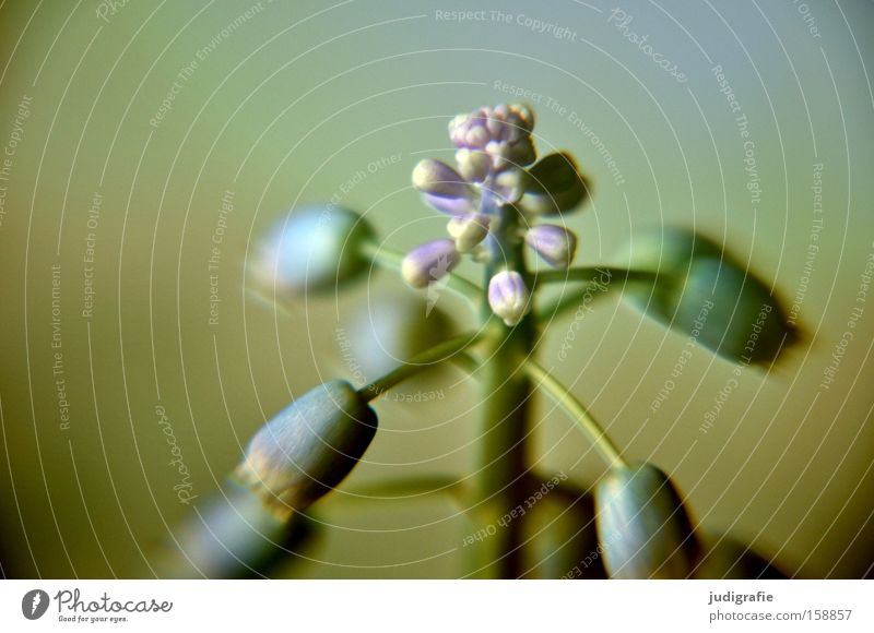 Blumentopf Traubenhyazinthe Frühling Zwiebel Blüte zart Blühend Natur Wachstum Farbe Makroaufnahme Nahaufnahme