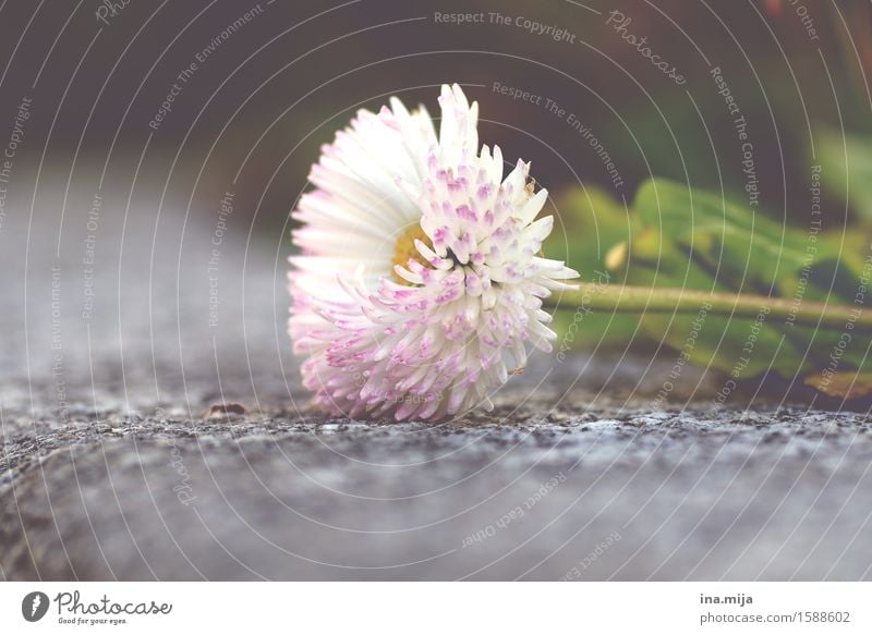 Frühlingsende? Umwelt Natur Sommer Pflanze Blume Blüte Blühend Duft frisch klein nah Umweltverschmutzung Umweltschutz liegen Frühlingsblume Frühlingsblumenbeet