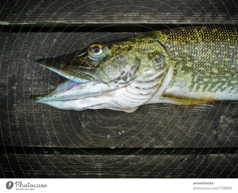 Glück gehabt Außenaufnahme Nahaufnahme Hintergrund neutral Tag Tierporträt Fisch Ernährung Angeln Seeufer Flussufer Wildtier Totes Tier Tiergesicht Schuppen