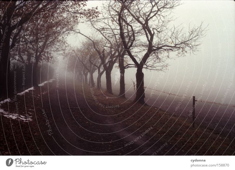 Weg ins Ungewisse Herbst Baum Natur Vergänglichkeit Jahreszeiten Landschaft Sehnsucht analog Ferne Blatt Leben Nebel Allee Wege & Pfade kalt leer