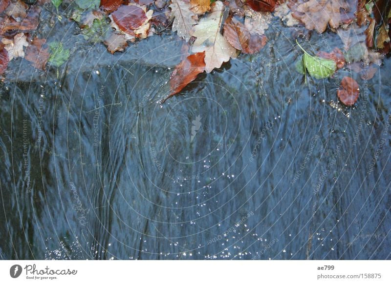 Wasserwand Bach Wasserfall Herbst fließen Blatt Fluss glänzend