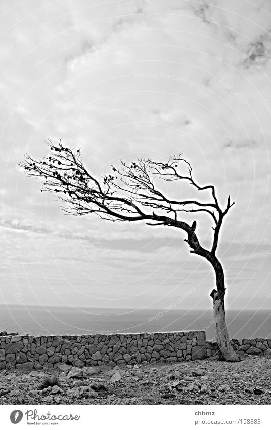 Wind von rechts Baum Küste Mauer karg Einsamkeit Zweig Meer Horizont Wolken Ferne Aussicht Felsen steinig Vergänglichkeit