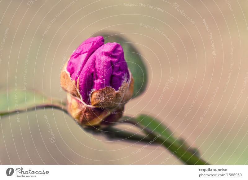 Pink brain Gehirn u. Nerven Umwelt Natur Pflanze Blatt Blüte Wildpflanze Blütenknospen Garten Park braun rosa Farbfoto mehrfarbig Außenaufnahme Makroaufnahme