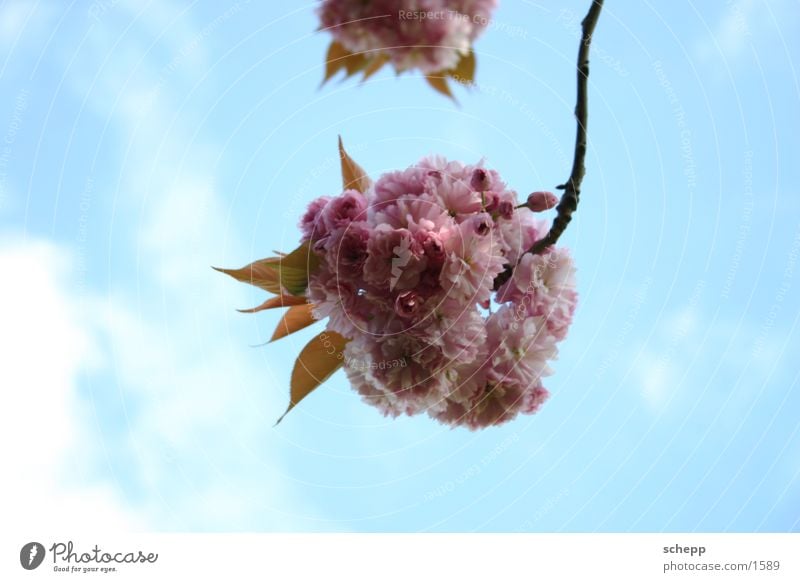 parkblume Blume Wolken Frühling Sommer Blüte rosa Pflanze Himmel Ast