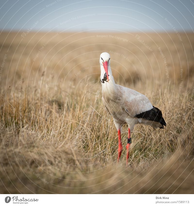 Storch mit Frosch IV Wildtier Vogel 1 Tier Horizont Tourismus Umwelt Umweltschutz Wiese Fressen Nahrungssuche wild Appetit & Hunger Lebensmittel Gleichgewicht