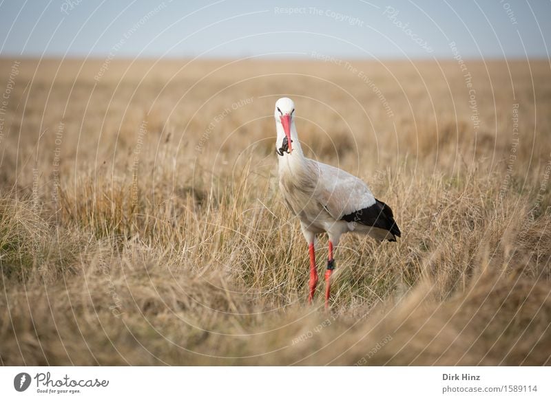 Storch mit Frosch VIII Wildtier Vogel Flügel 2 Tier Tourismus Umwelt Umweltschutz Horizont Fressen Nahrungssuche Blick wild Ferien & Urlaub & Reisen Geburtstag