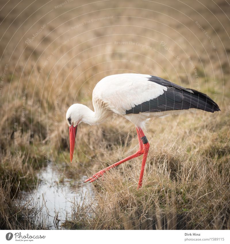 Storch III Wildtier Vogel 1 Tier Tourismus Umwelt Umweltschutz Horizont elegant wild Ferien & Urlaub & Reisen Nordfriesland St. Peter-Ording Geburt Geburtstag