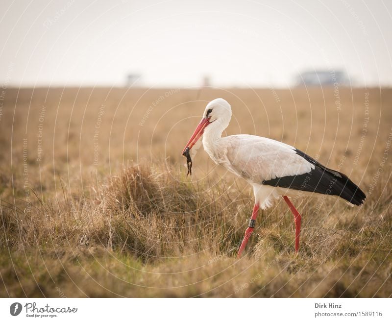 Storch mit Frosch VII Umwelt Natur Wiese Nordsee Wildtier Vogel Flügel 2 Tier rot Tourismus Umweltschutz Fressen Nahrungssuche Schnabel Beine Weißstorch Adebar