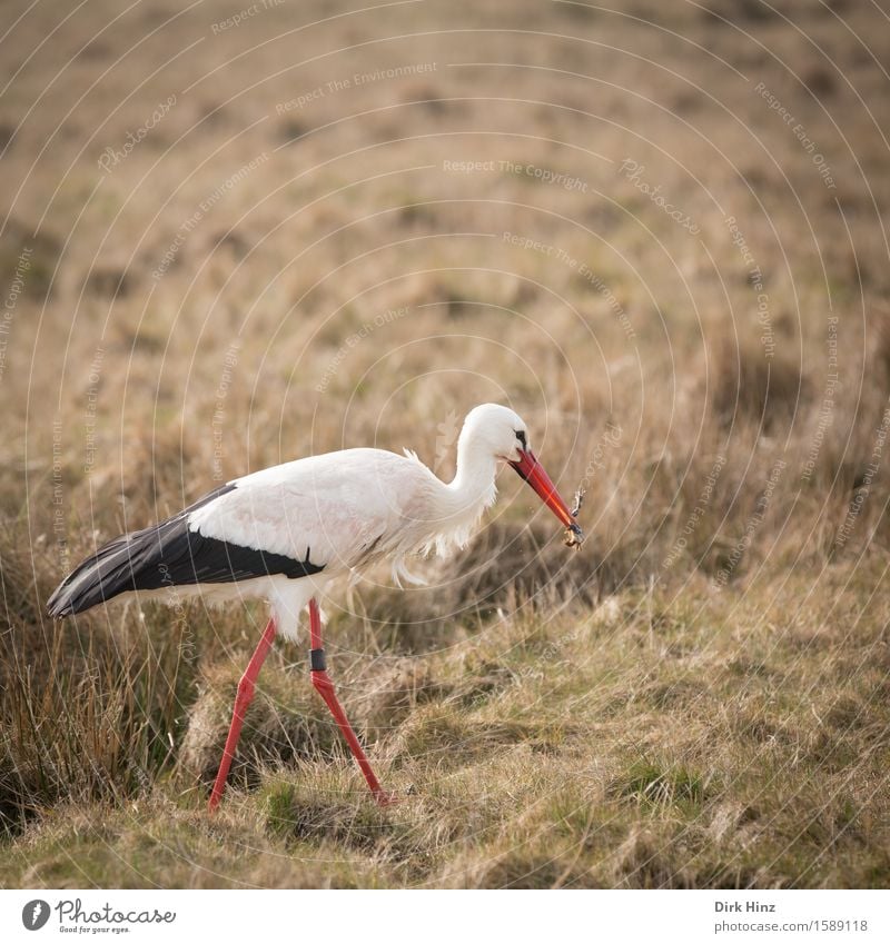 Storch mit Frosch V Wiese Vogel Flügel 1 Tier rot elegant wild Wildtier Ferien & Urlaub & Reisen Geburtstag frei Weißstorch Zugvogel Schreitvögel Schnabel Feder