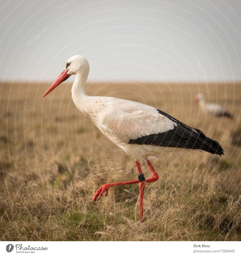 Storch I Wildtier Vogel Flügel 2 Tier Horizont Tourismus Umwelt Umweltschutz elegant Gleichgewicht Ferien & Urlaub & Reisen Geburtstag Weißstorch Zugvogel