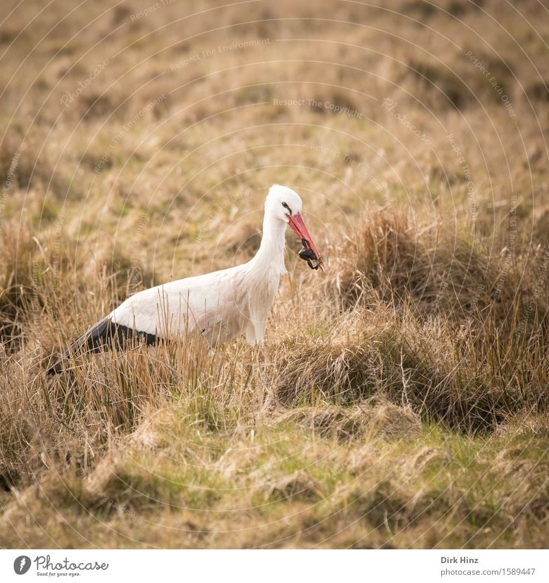 Storch mit Frosch VI Umwelt Natur Wiese Moor Sumpf rot Ferien & Urlaub & Reisen Fressen Nahrungssuche Weißstorch Schnabel Federvieh Zugvogel Schreitvögel