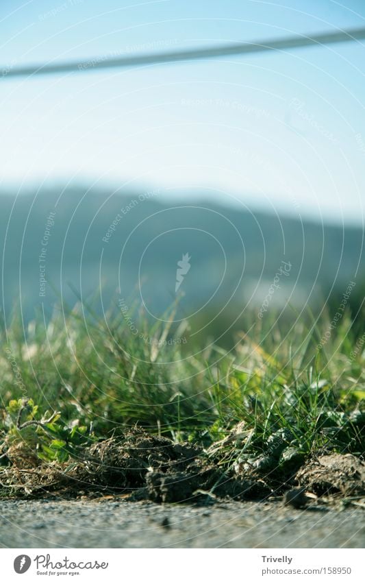 Weid(t)e Ferne Weide Wiese grün Landschaft Immergrün Horizont Gras Bauernhof Sommer frisch Erde Rank