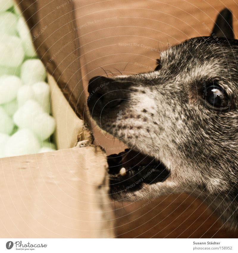 Hmm, lecker Pappkiste!!! Hund Fressen Appetit & Hunger Pappschachtel Papier Polster Güterverkehr & Logistik Maul Mund Gebiss alt Auge Ohr Fell Nase Säugetier