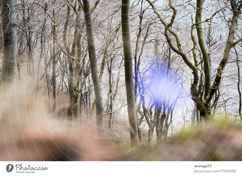 Blau ist angesagt Natur Landschaft Pflanze Frühling Baum Blüte Leberblümchen Wald Ostsee Buchenwald blau braun grau grün Waldrand Blume Blütenpflanze Unschärfe