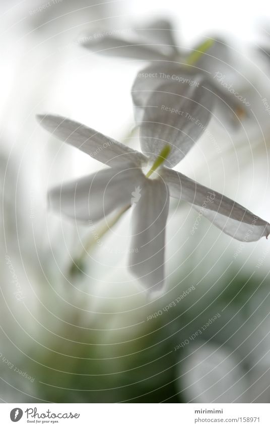 Yasmin I weiß Blüte Unschärfe Pflanze Blume Makroaufnahme Nahaufnahme Blütenblatt