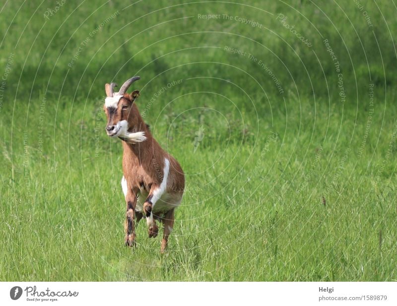 Lebensfreude... Umwelt Natur Landschaft Pflanze Tier Sommer Gras Wiese Nutztier Ziegen 1 springen authentisch einzigartig natürlich braun grün weiß Freude