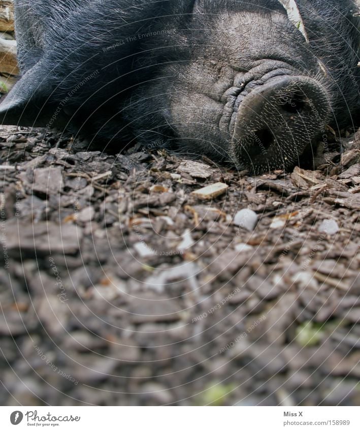 A Sugl Tier Fell Wildtier schlafen Langeweile Müdigkeit Wildschwein Sau Schwein Ferkel Hängebauchschwein Eber Kopf liegen Farbfoto Außenaufnahme Nahaufnahme