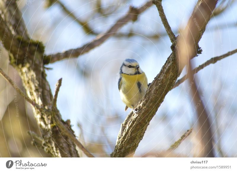 Blaumeise auf Hollunder Natur Frühling Garten Tier Wildtier Vogel 1 beobachten sitzen frech schön natürlich Neugier Farbfoto Außenaufnahme Nahaufnahme Abend