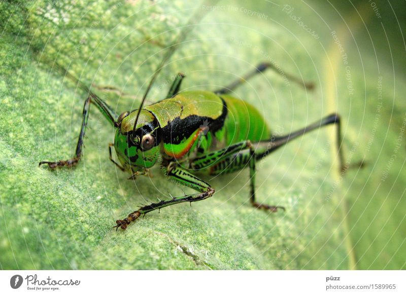 Flip Umwelt Natur Tier Pflanze Blatt Grünpflanze Wildpflanze Wildtier Tiergesicht Heuschrecke 1 springen natürlich grün Grünes Heupferd Fühler Insekt Korfu