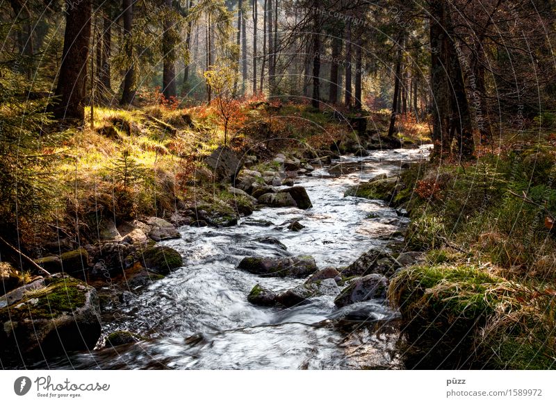 Waldbach Erholung ruhig Meditation Ferien & Urlaub & Reisen Ausflug Abenteuer wandern Umwelt Natur Landschaft Pflanze Wasser Sonne Klima Baum Gras Sträucher