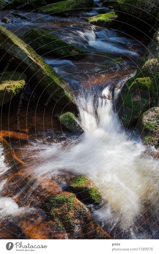 Bach Umwelt Natur Landschaft Pflanze Urelemente Wasser Moos Wald Fluss kalt nass Erfrischung feucht Harz Stein Felsen fließen Bewegung Reflexion & Spiegelung