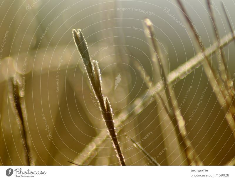 Winter Gras Eis Frost Raureif Licht glänzend kalt Wärme Kontrast Natur Umwelt Pflanze Farbe