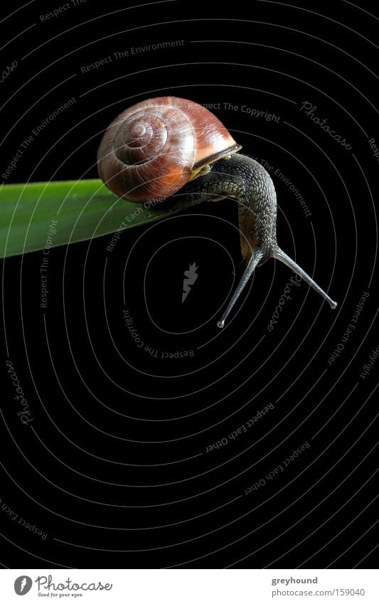 Am Abgrund Schnecke Schneckenhaus abwärts Am Rand Blatt Pflanze Verzweiflung Mut Gefühle krabbeln Tier Angst Panik