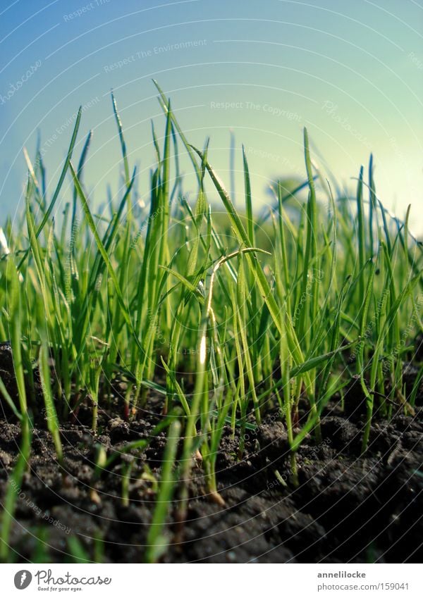 Ostergras Farbfoto Nahaufnahme Makroaufnahme Textfreiraum oben Morgen Tag Sonnenlicht Sonnenaufgang Sonnenuntergang Gegenlicht Froschperspektive Umwelt Natur