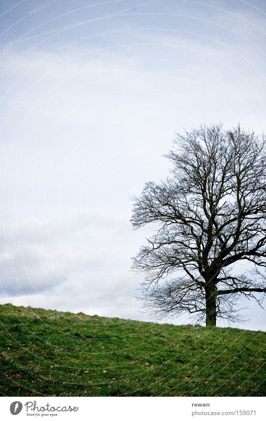 winter baum Baum Himmel Gras Park Natur Wiese Einsamkeit ruhig leer ökologisch Zweig Geäst Winter Momentaufnahme