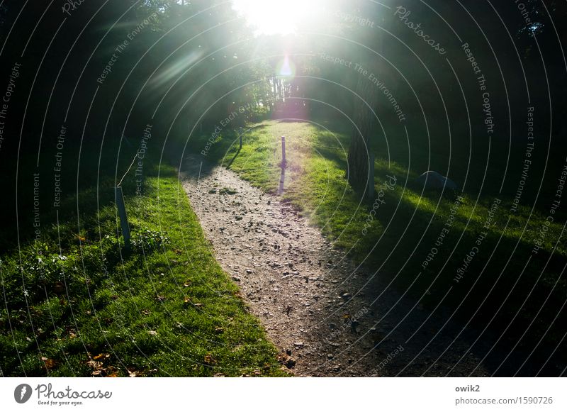 Lichterscheinung Umwelt Natur Landschaft Pflanze Baum Gras Wege & Pfade leuchten grün Idylle Farbfoto Außenaufnahme Menschenleer Textfreiraum links