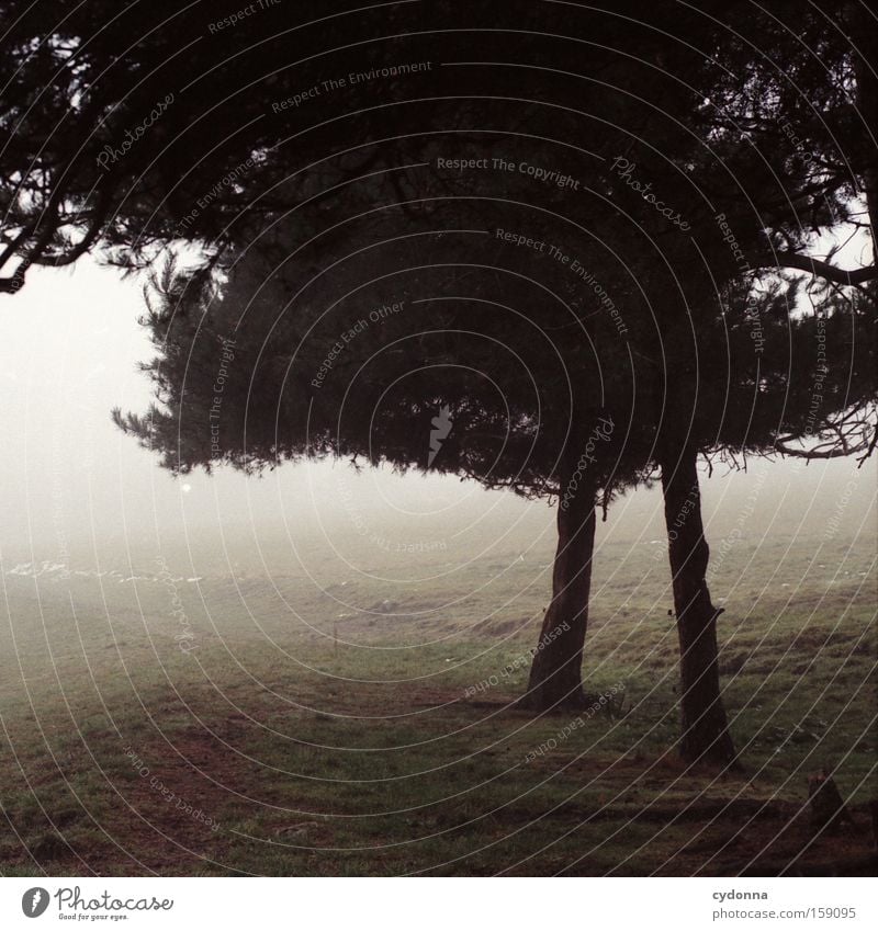 Dürre Beinchen Herbst Baum Natur Kiefer Landschaft Sehnsucht analog Ferne Wege & Pfade Wiese Nebel retro leer schön Wurzel Heimat Vergänglichkeit Gefühle