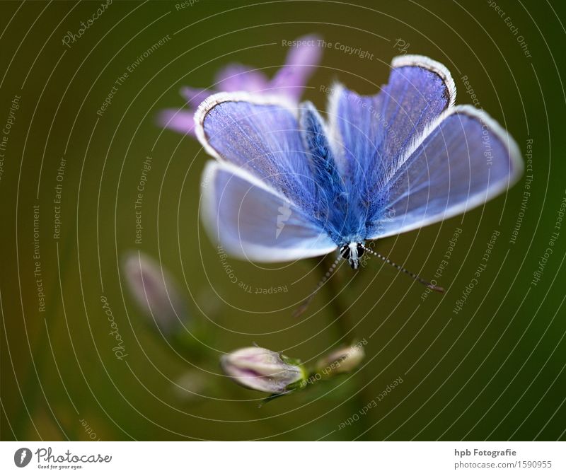 Hauhechelbläuling Natur Tier Garten Park Wiese Feld Wald Wildtier Schmetterling 1 fliegen hängen krabbeln Blick ästhetisch natürlich schön weich blau grün Glück