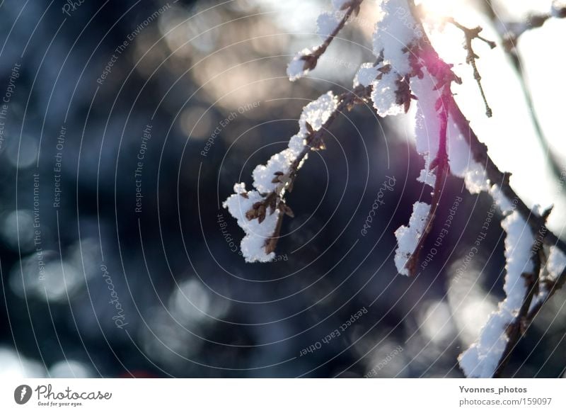 Wintermorgen Schnee Verhext weiß kalt Licht Frost Eis gefroren Natur Spaziergang Winterspaziergang weiße weihnachten bezaubernd