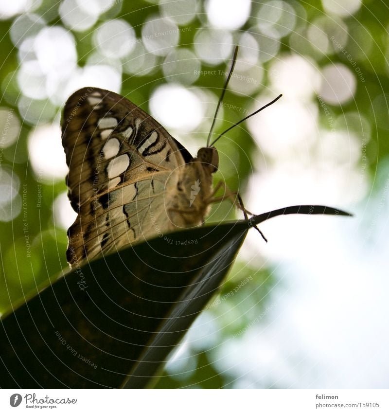 weiße punkte Schmetterling Insekt Flügel Fühler zart klein Blatt Beine Paradies