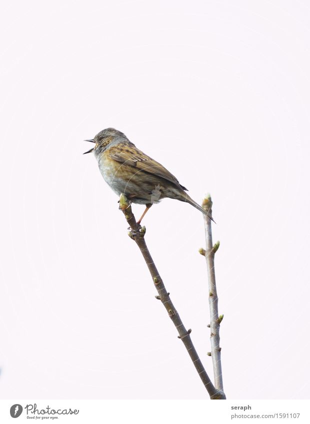 …tweet Spatz Haussperling Vogel Singvögel Natur Tier Gezwitscher Pfeifen singen twitter Ast Zweig Baum Fink Feder Flügel Schnabel Tierporträt klein Wildtier