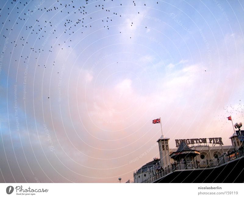 You Say Time Heals.. Brighton Anlegestelle Sonnenuntergang Meer Fahne Himmel blau rot Sehnsucht Vogel Hafen Wahrzeichen Denkmal sea sky blue