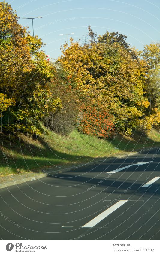 Einordnen Straße Autobahn sortieren Pfeil Orientierung Navigation Spuren Spurwechsel Linie Fahrbahn Fahrbahnmarkierung Straßenbelag Baum Sträucher Herbst Blatt