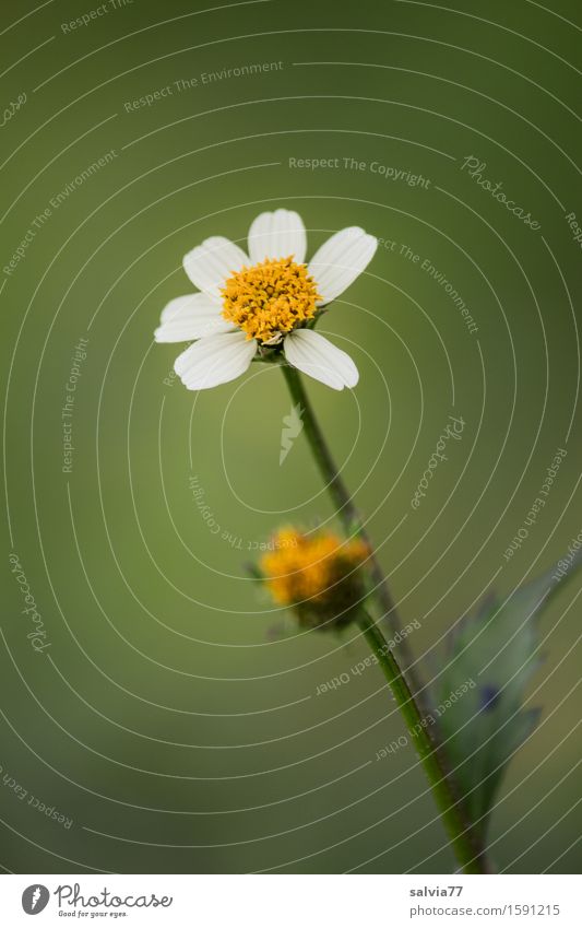 fein und klein Natur Pflanze Frühling Sommer Blüte Wildpflanze Feld Blühend Duft dünn gelb grün weiß Heilpflanzen zart Farbfoto Außenaufnahme Makroaufnahme