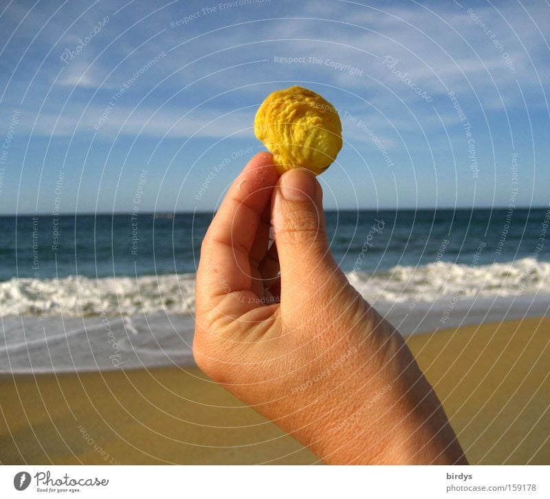 caribian sunshell Glück Sommerurlaub Strand Meer Wellen Hand Sand Wasser Himmel Schönes Wetter Küste Muschel leuchten exotisch schön blau gelb Karibisches Meer