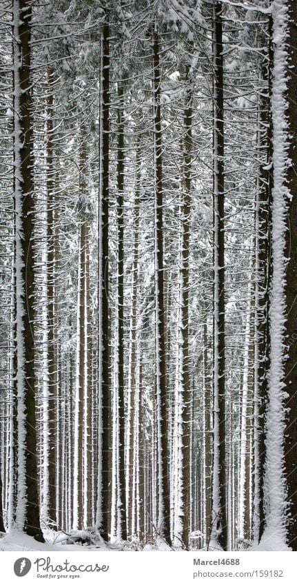 Hänsel und Gretel verirrten sich im Wald lang Holz Baum Winter weiß tief hoch Tanne Schneesturm groß Wind Windgeschwindigkeit Angst